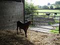 Orphan calf looking wistfully at cows